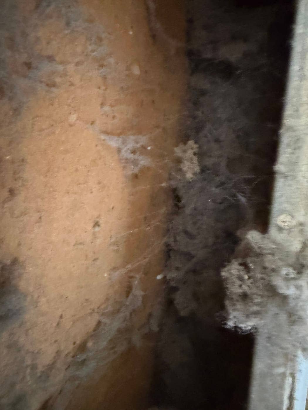 Lint and cobwebs clinging to the inside of a wall cavity next to a duct.